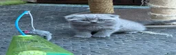 Scottish Fold cats for sale: Gorgeous Scottish fold kittens ready to go!! - Advert 4