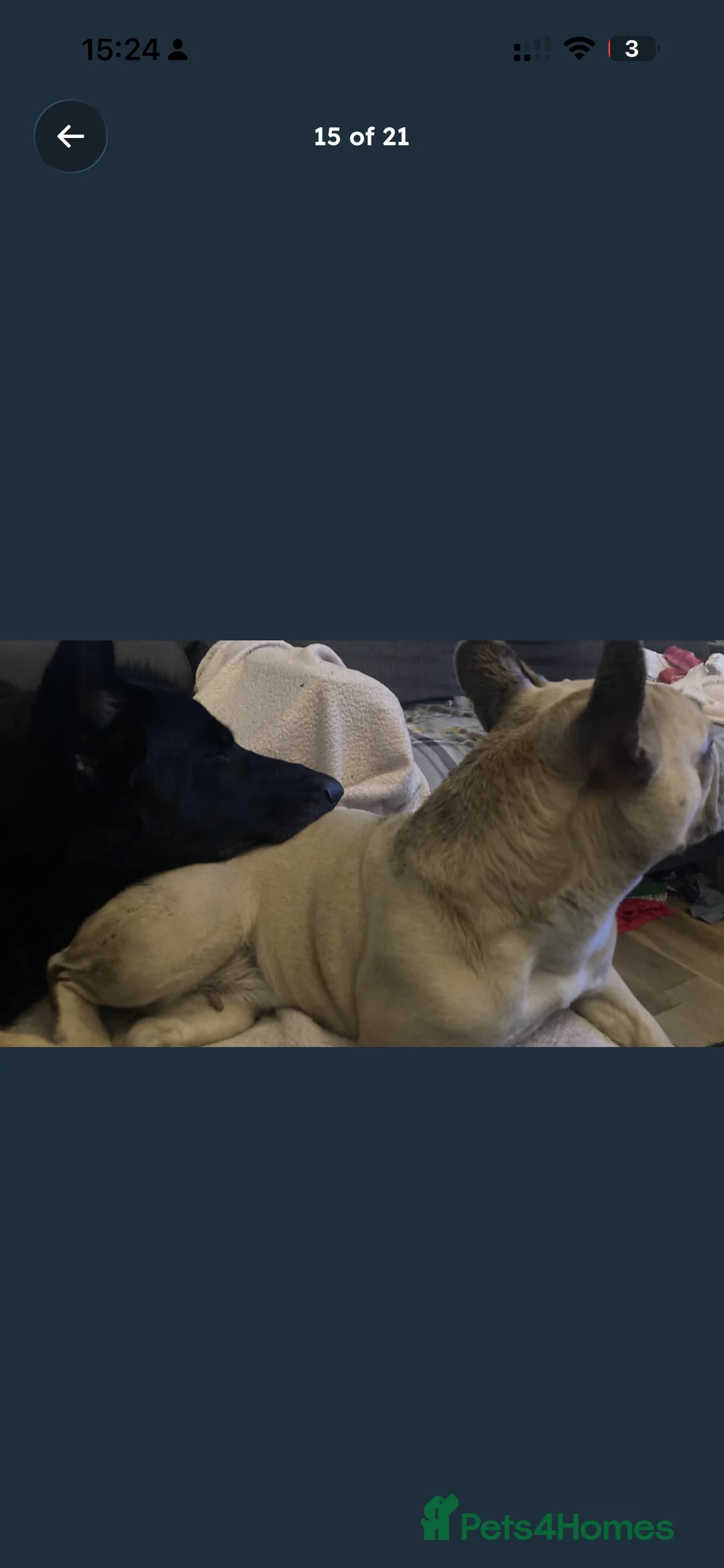 Mixed Breed dogs for sale: German shepherd, French Bulldog mix in Preston - Advert 2