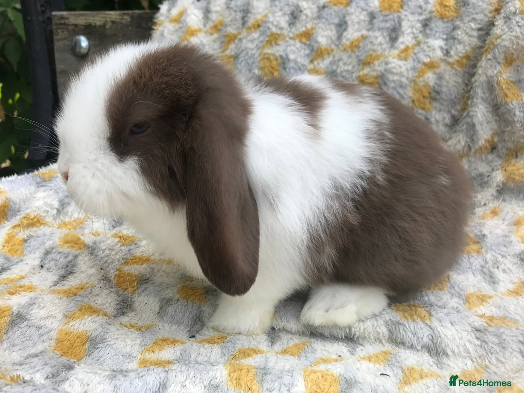 Mini Lop rabbits for sale: Beautiful mini lops for sale .  - Image 8