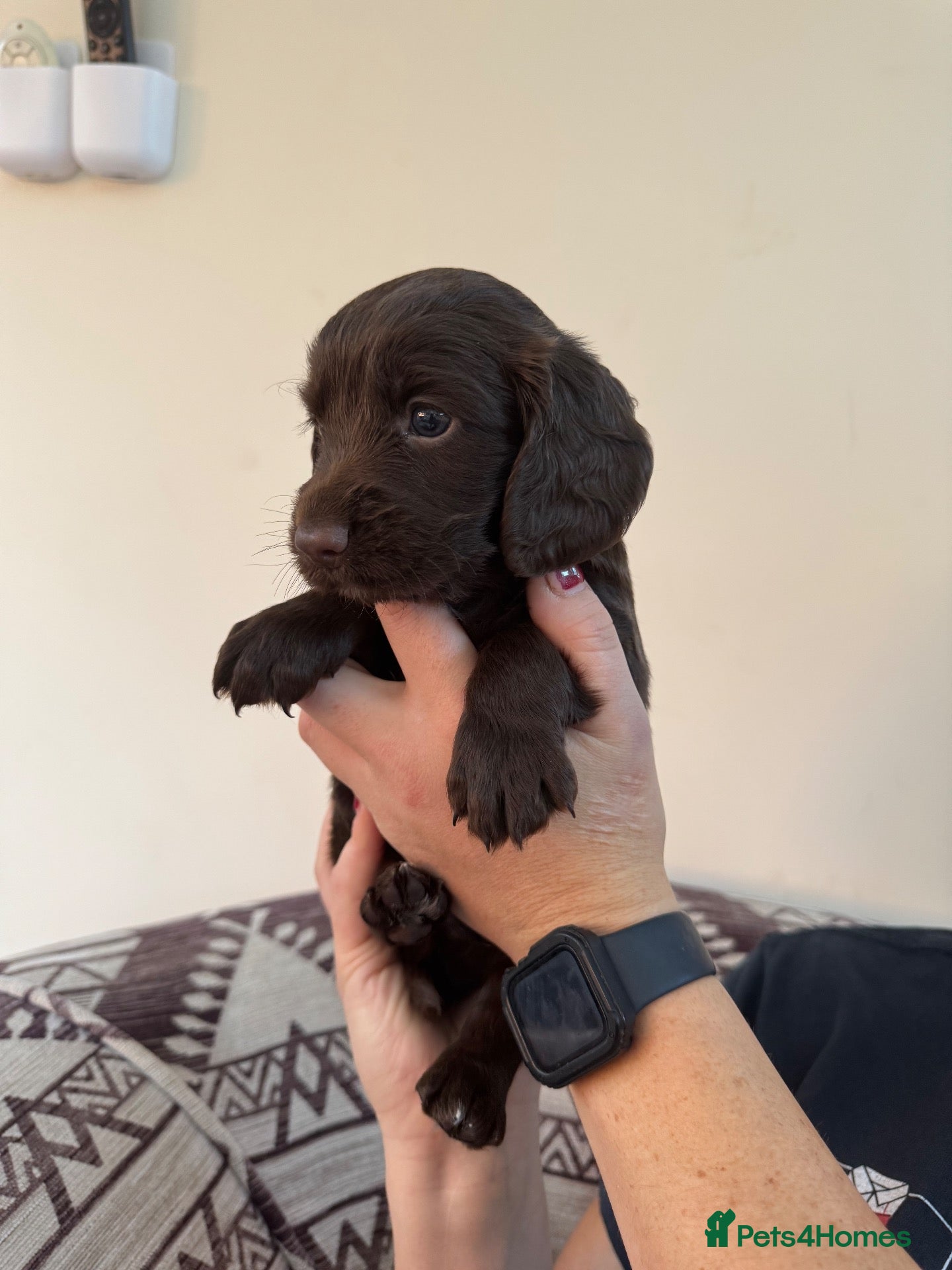 Cocker Spaniel dogs KC Registered Working Cocker Spaniel Puppies - Advert 21