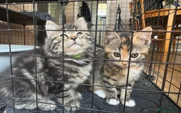 Mixed Breed cats for sale: 2 1/2 Bengal boys left  - Image 14