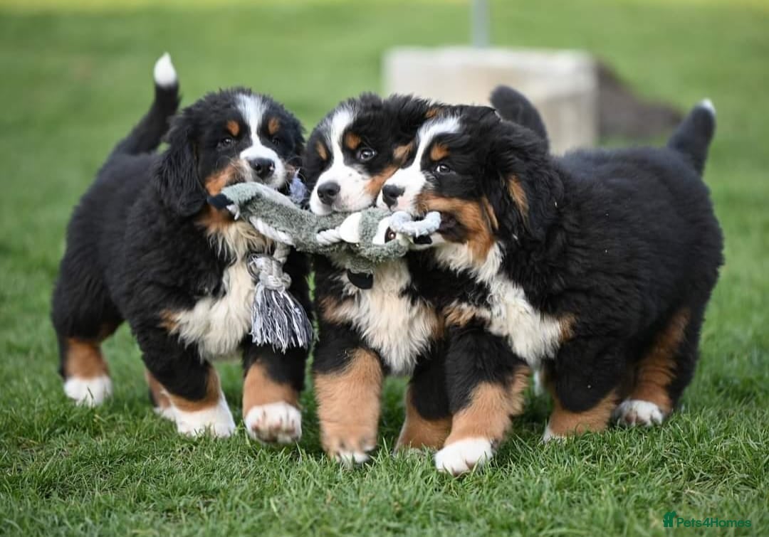 Bernese Mountain Dog dogs for sale: STUNNING HEALTH CHECKED PUPPIES READY TODAY - Advert 1