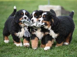 Bernese Mountain Dog dogs STUNNING HEALTH CHECKED PUPPIES READY TODAY - Advert 1