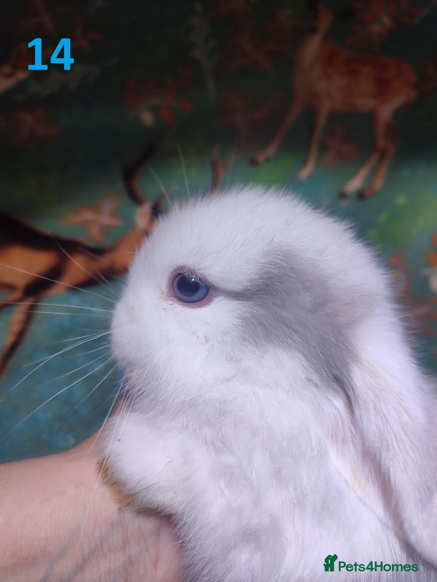 Mini Lop rabbits Baby Mini Lops - Advert 20