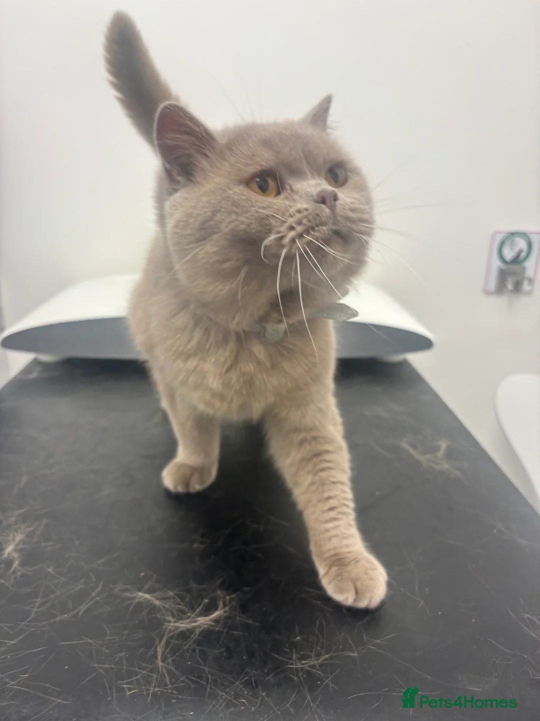 British Shorthair cats for stud: British shorthair proven stud - Advert 2