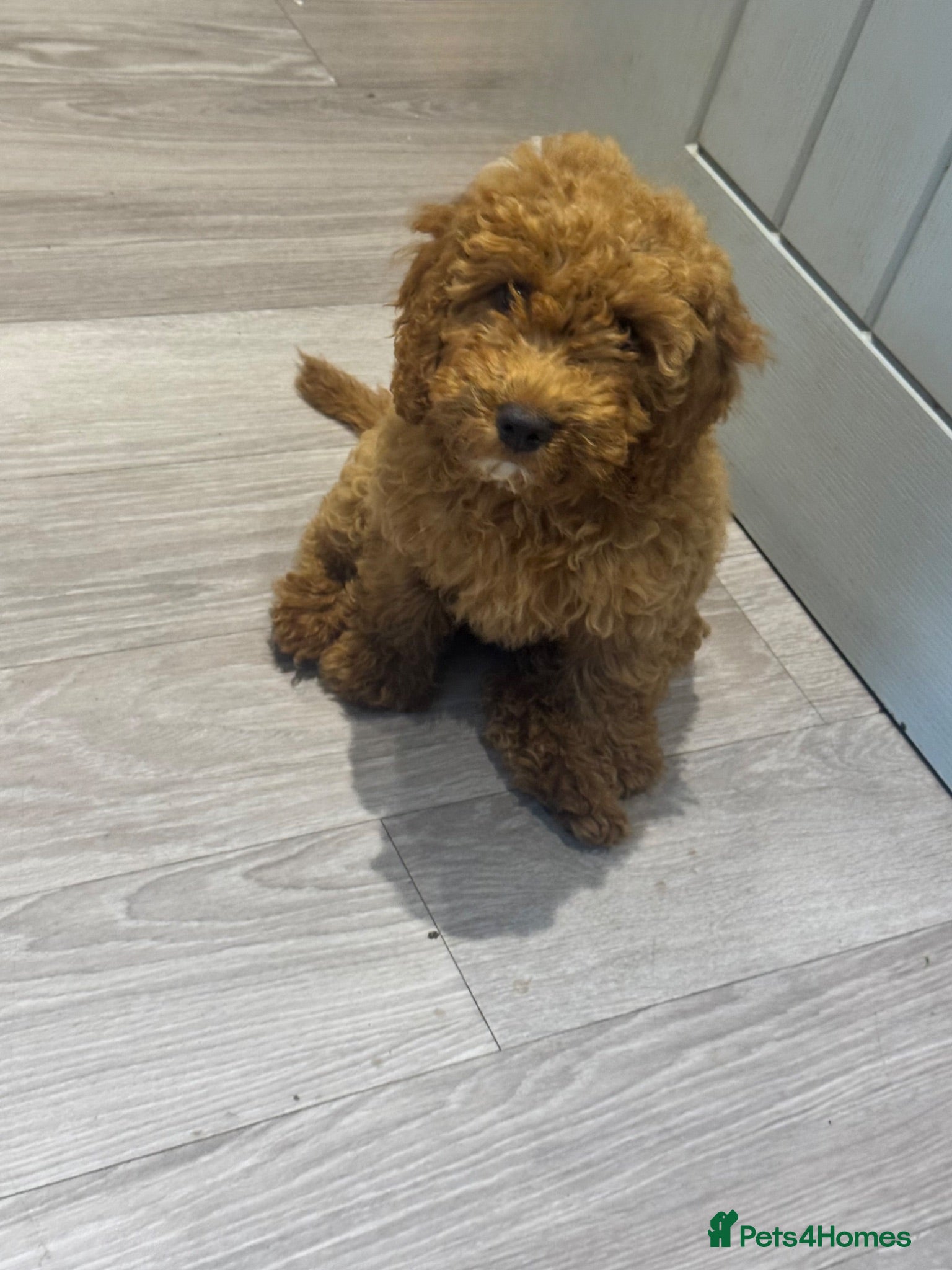 Cockapoo dogs 1 Girl left - Reduced price Parents Health Checked - Advert 1