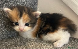 Mixed Breed cats for sale: Beautiful kittens for sale  - Image 4