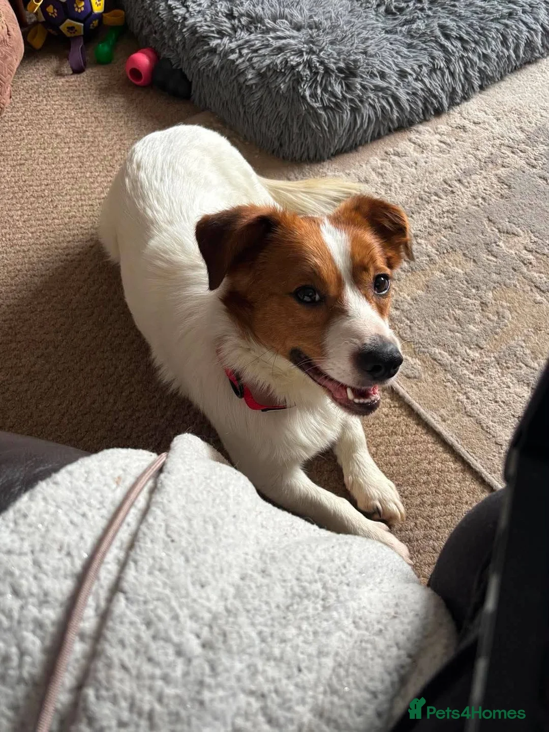 Mixed Breed dogs for adoption: Gregory for adoption in Leigh-on-Sea - Advert 15