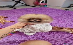 Pomeranian dogs for sale: Super tiny 2 Girls & a boy 💙💓 - Image 4