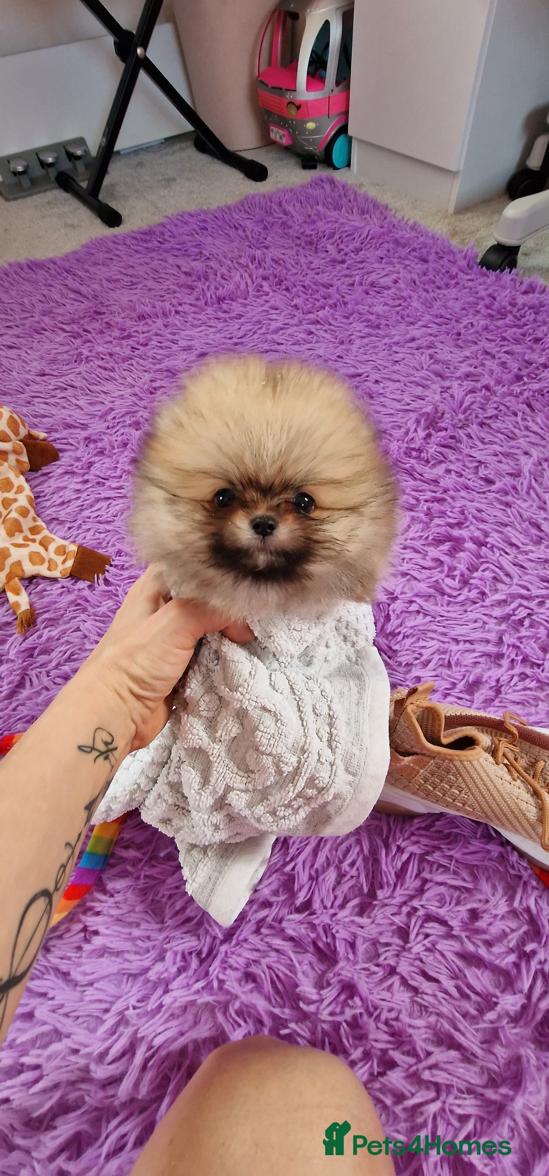 Pomeranian dogs for sale: Super tiny 2 Girls & a boy 💙💓 - Image 4