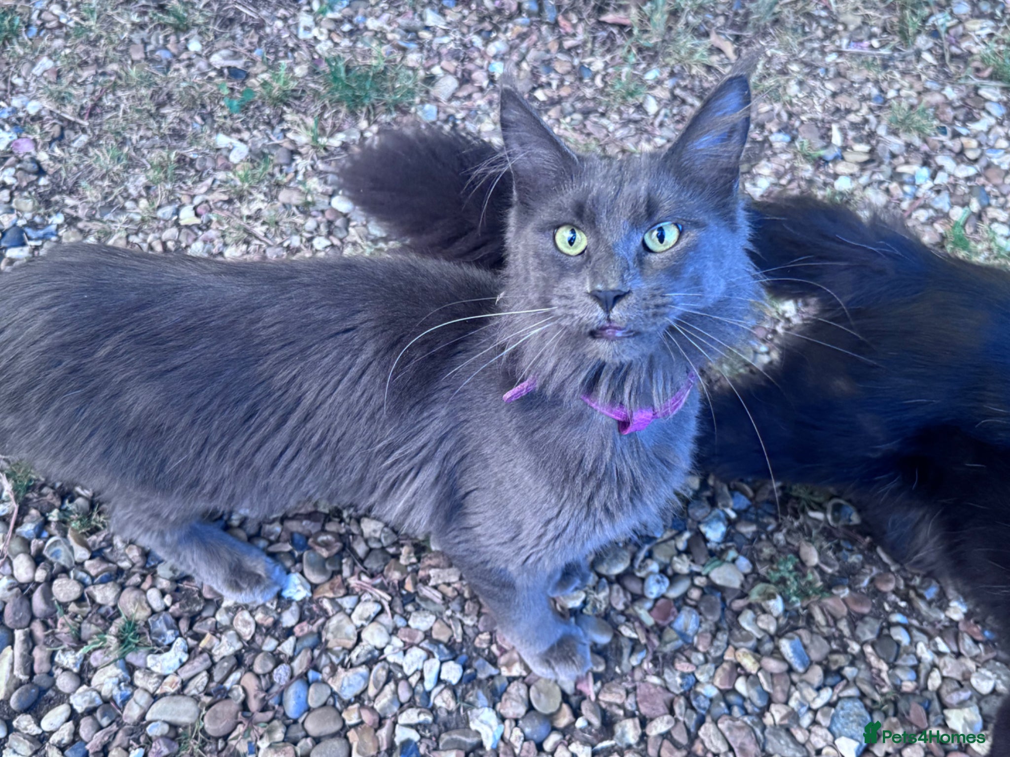 Maine Coon cats TICA registered female Mainecoon  - Advert 2
