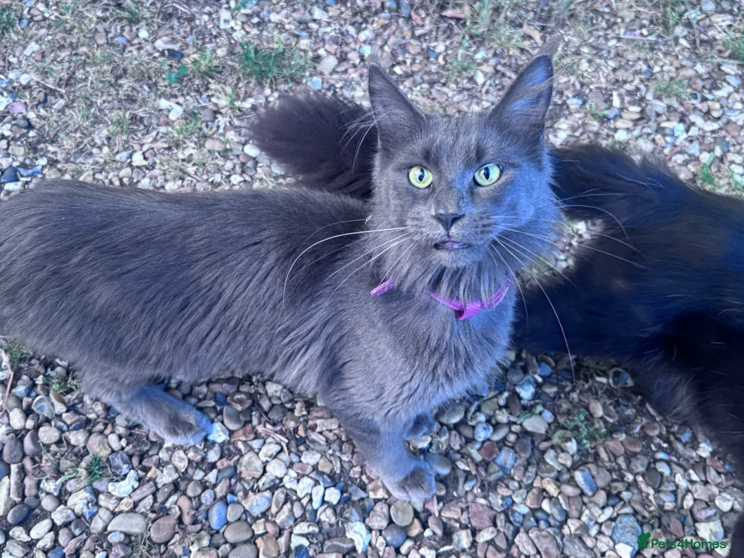 Maine Coon cats for sale: TICA registered female Mainecoon  - Advert 2