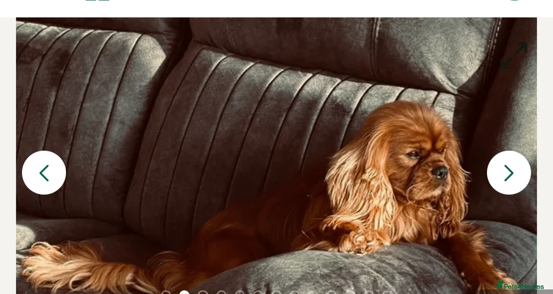 Cavapoo dogs for sale: Toy solid red Cavapoo’s ❤️ - Advert 2