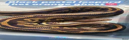 Python Snake reptiles for sale: Various royals in Bilston - Advert 12