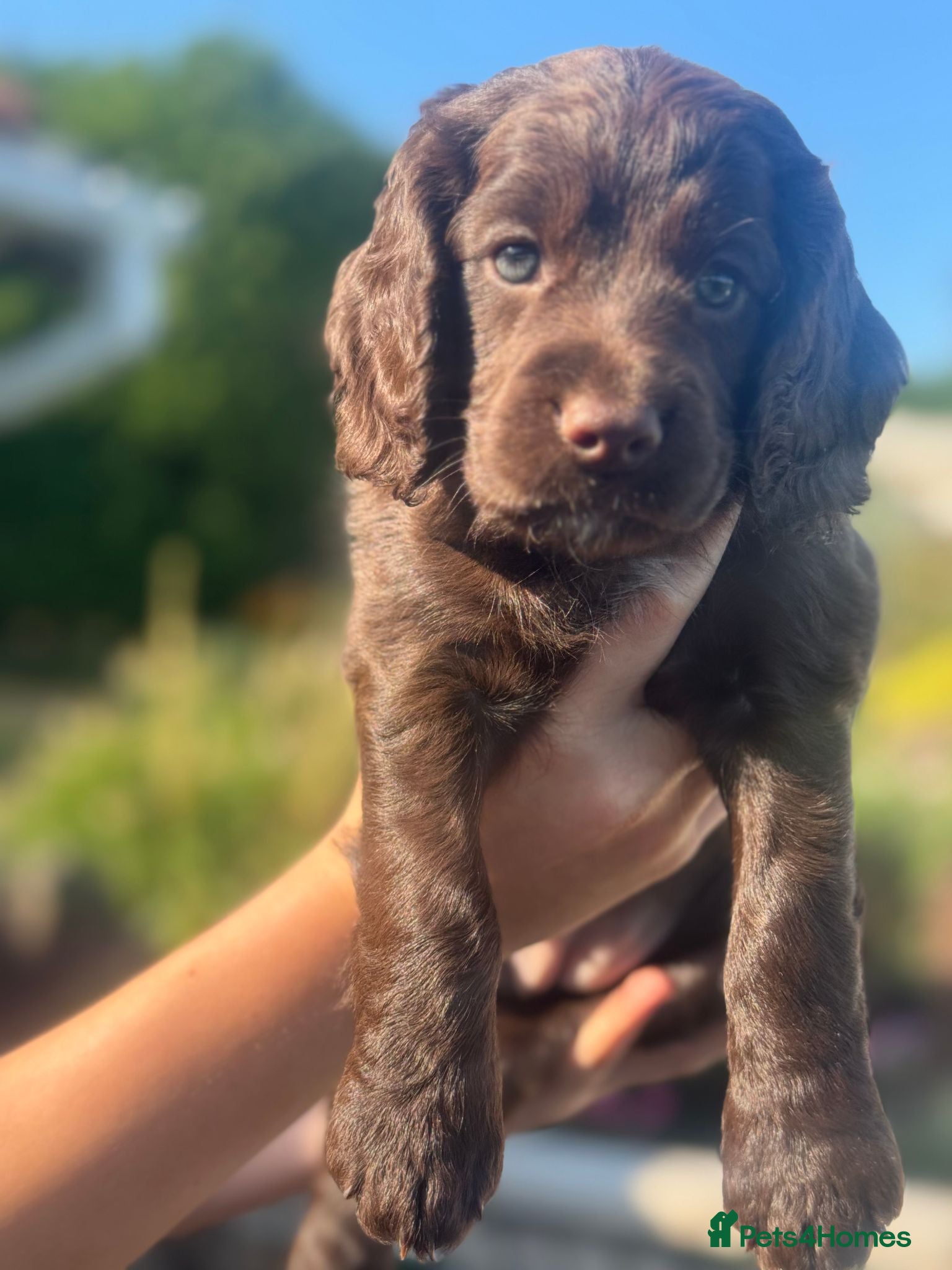 Cocker Spaniel dogs Working Cocker Spaniel Puppies - Advert 1