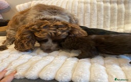 Cockapoo dogs for sale:  🐾 Adorable Cockapoo Puppies 🐾 - Image 9