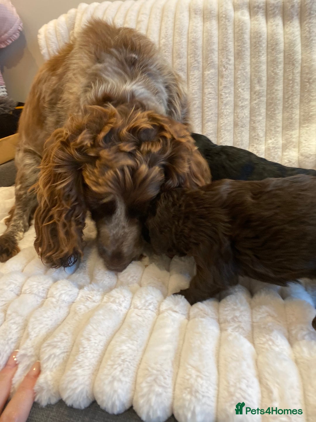 Cockapoo dogs for sale:  🐾 Adorable Cockapoo Puppies 🐾 - Image 9