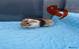 Guinea Pig rodents for sale: Baby guinea pigs  - Image 5