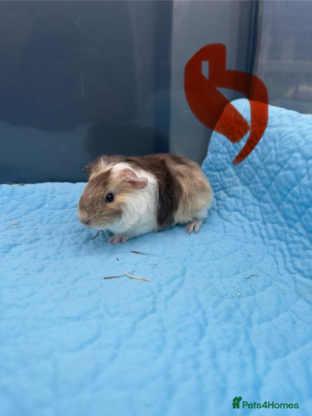 Guinea Pig rodents for sale: Baby guinea pigs  - Image 5