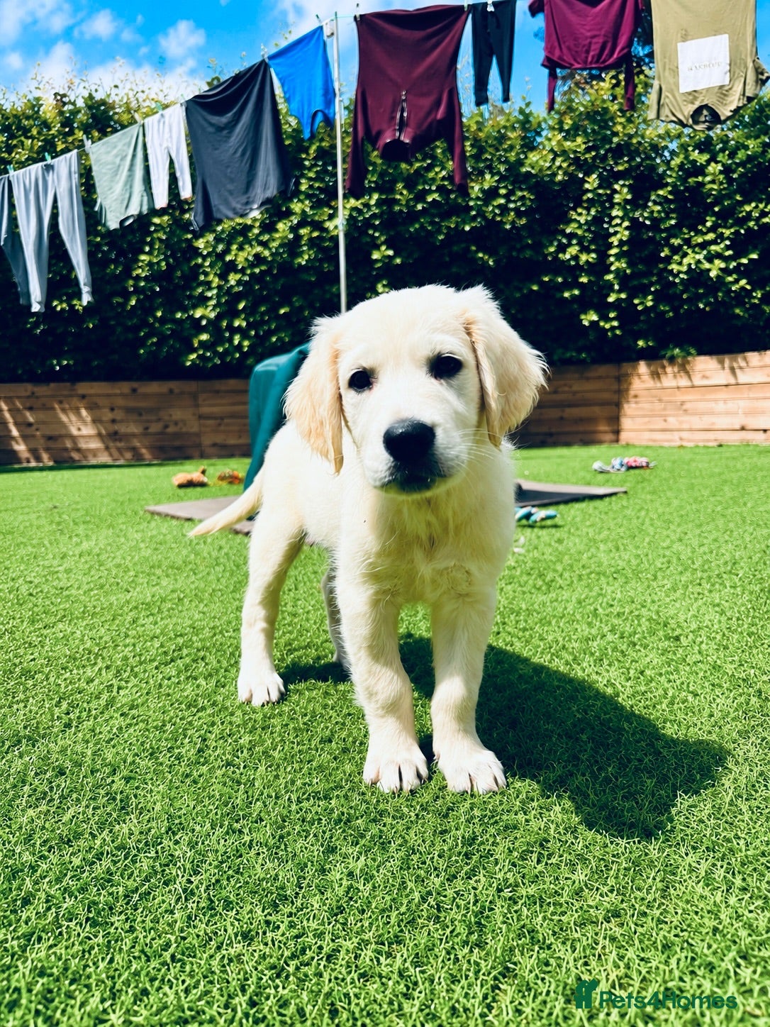 Golden Retriever dogs Exceptional Golden Retriever Puppies 🐾 - Advert 1