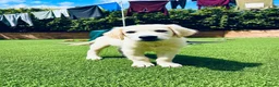 Golden Retriever dogs for sale: Exceptional Golden Retriever Puppies 🐾 - Advert 4