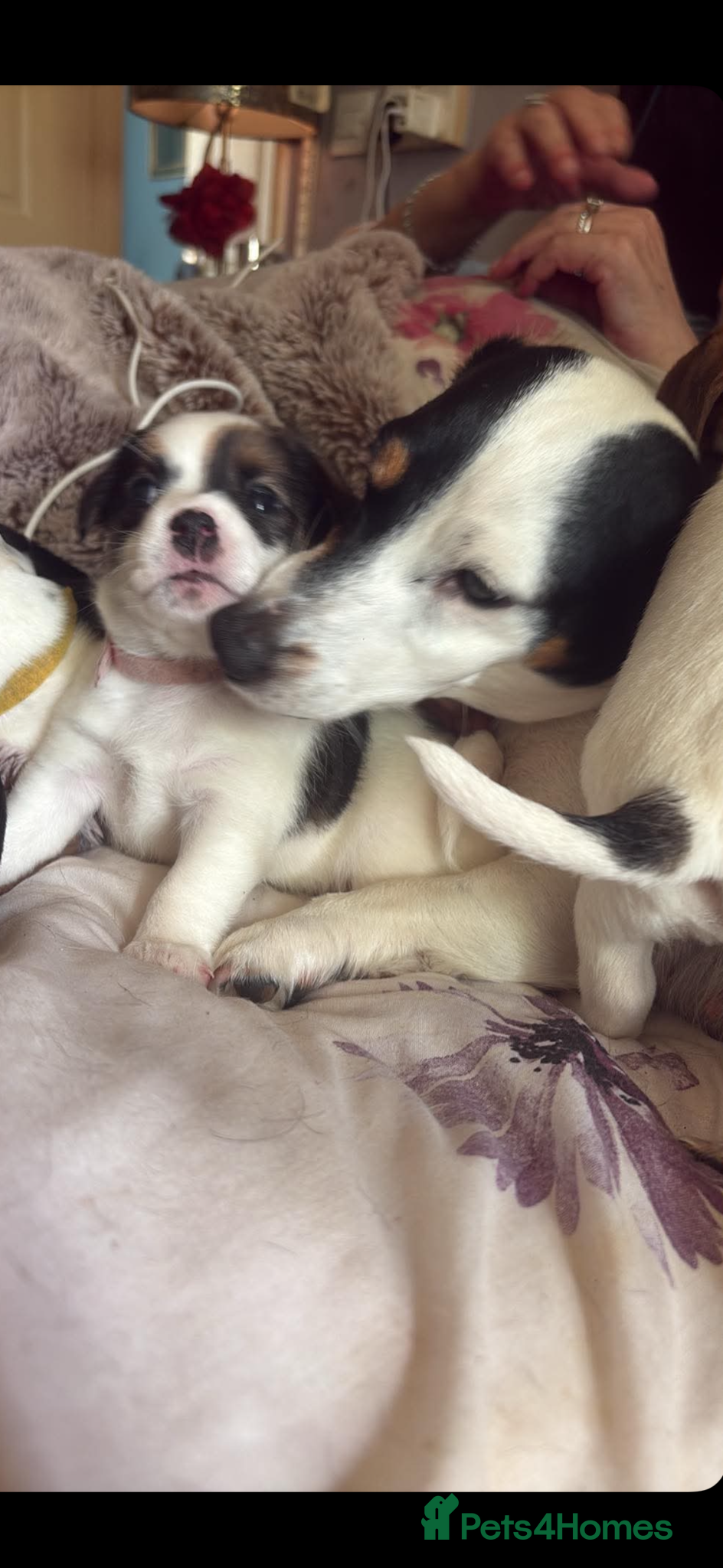Jack Russell dogs for sale: Jack russel puppies for sale  in Washington - Advert 8