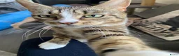 Domestic Shorthair cats for adoption: Sweet Candy needs a home  - Advert 1