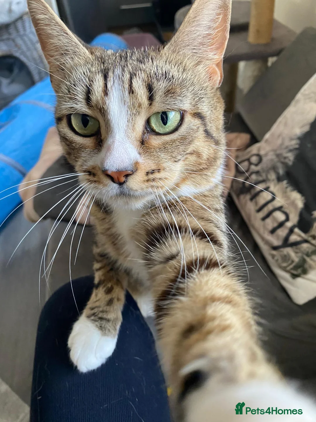 Domestic Shorthair cats for adoption: Sweet Candy needs a home  - Advert 1