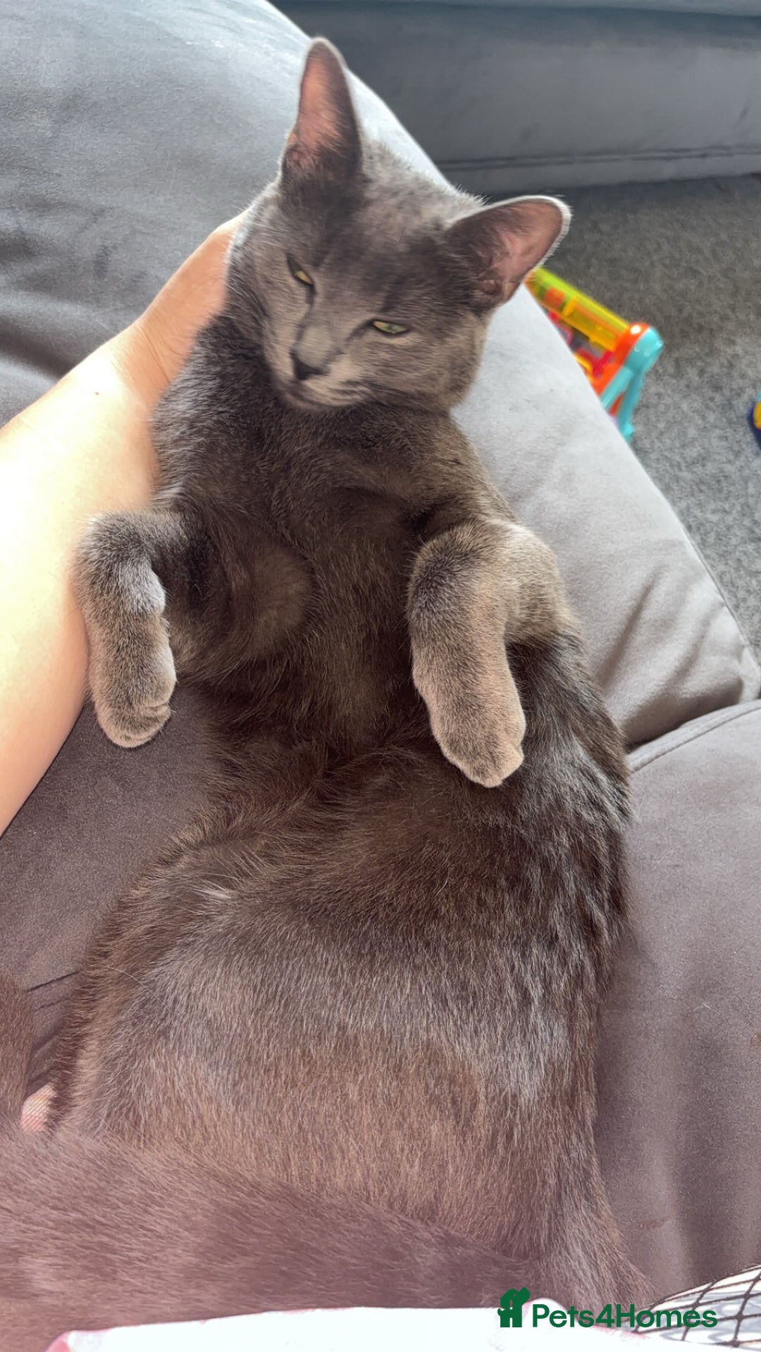 Domestic Shorthair cats for sale: Aurora blue domestic short hair  - Image 7