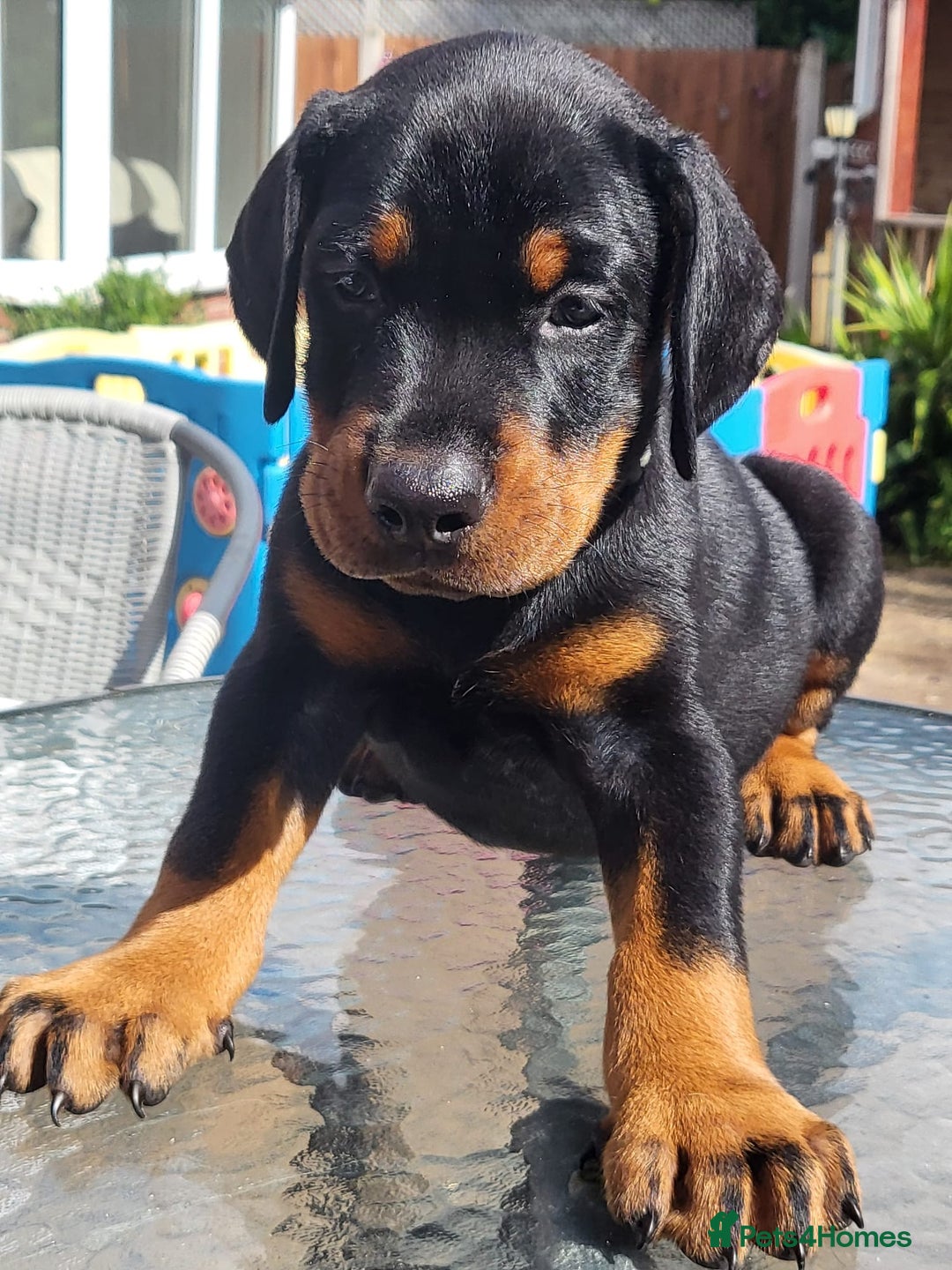 Dobermann dogs for sale: 🥇European Champion Line Dobermann puppies 🐶 🏆  - Advert 5