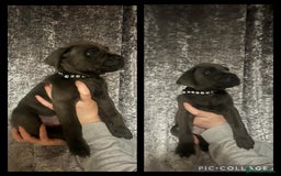 Cane Corso dogs for sale: Chunky blue cane corso pups - Image 5