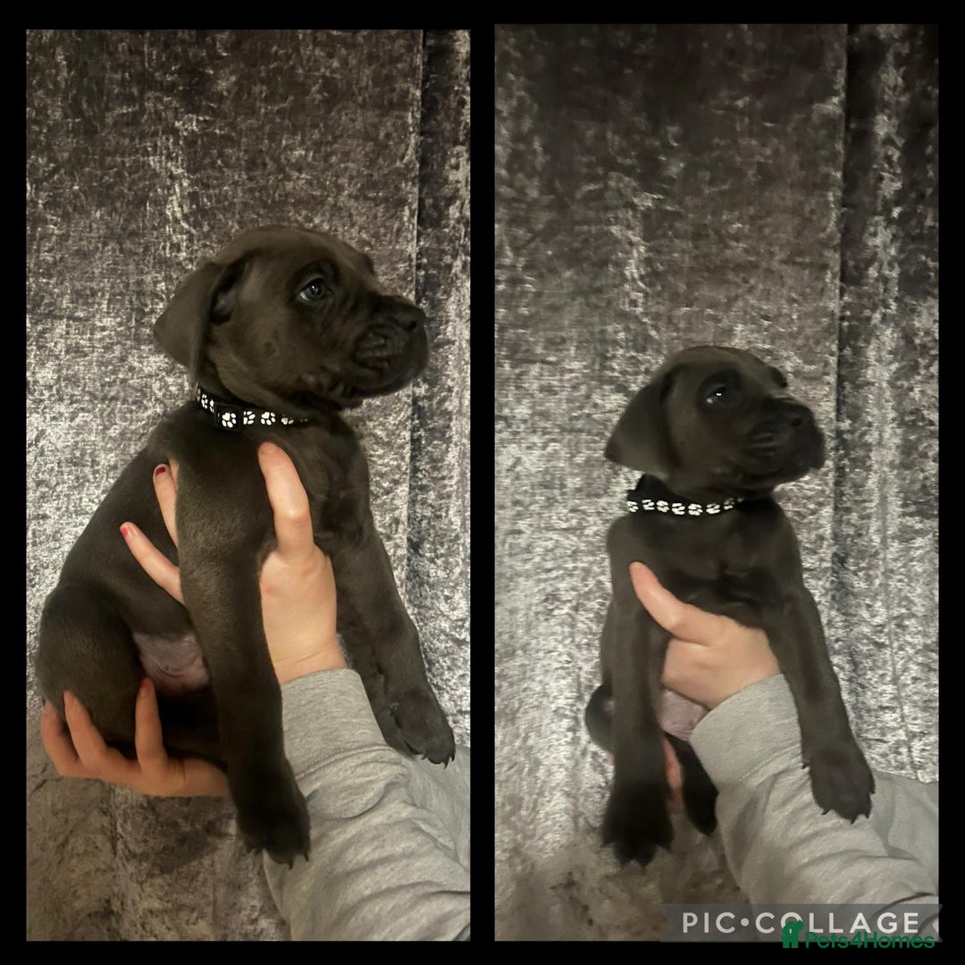Cane Corso dogs for sale: Chunky blue cane corso pups - Image 5