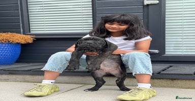Mixed Breed dogs - Advert 10