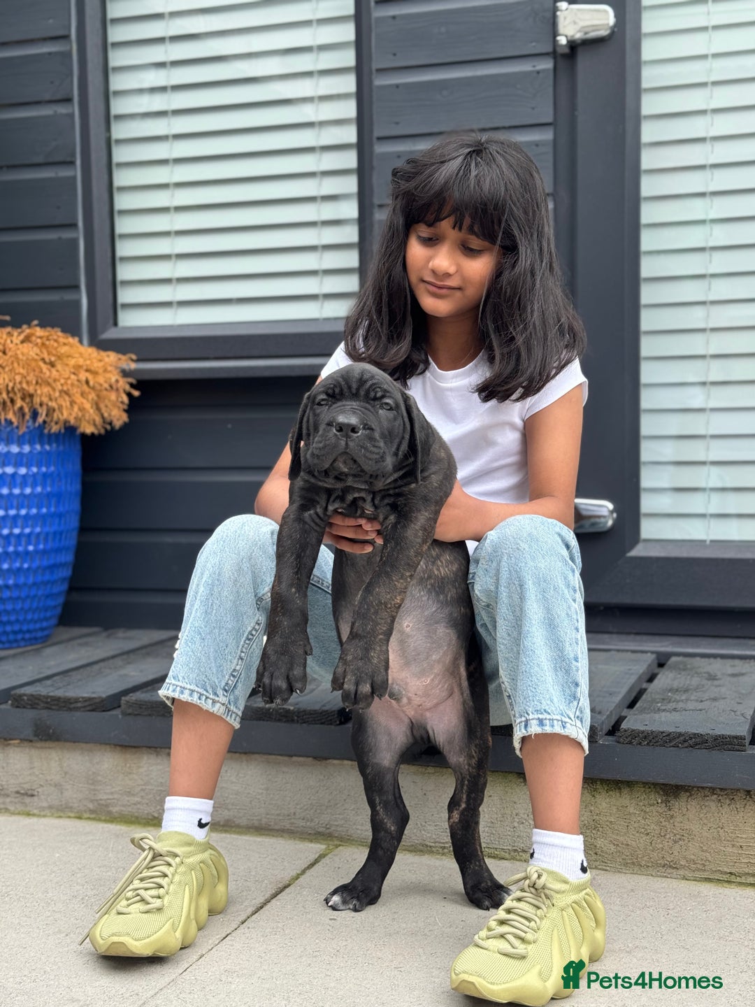 Mixed Breed dogs for sale: Last Four Mastiff pups available  - Image 22