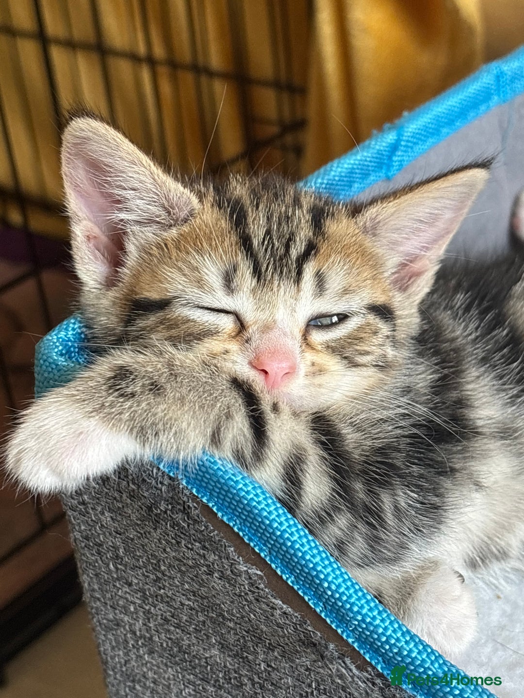 Domestic Shorthair cats for adoption: -Adopt from Cats in Crisis East London  - Image 12