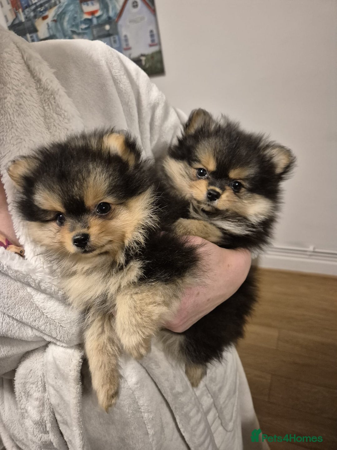 Pomeranian dogs for sale: Gorgeous miniature Pomeranian pups - Advert 18