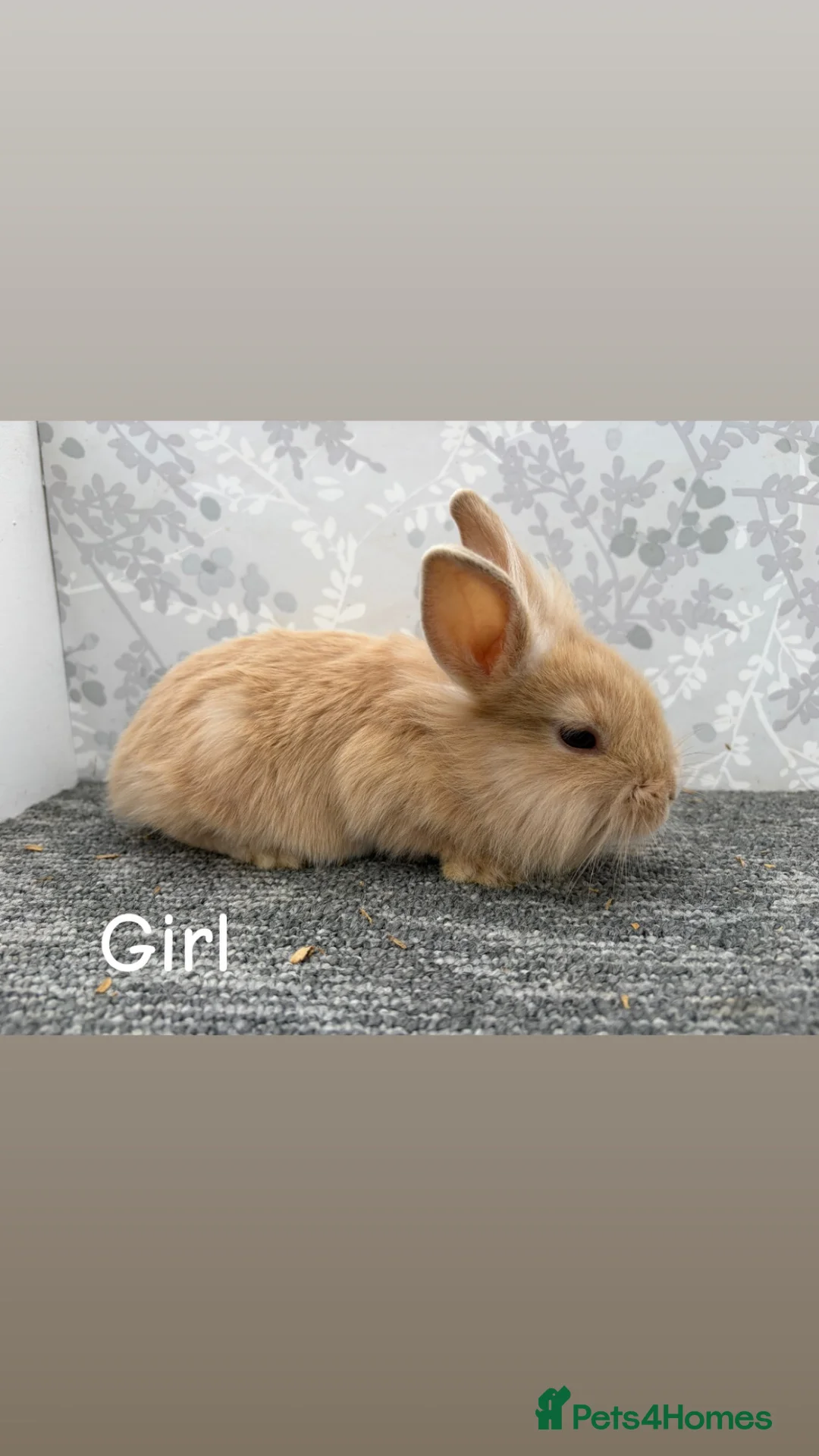 Lionhead rabbits for sale: Lionhead x angora  - Advert 2