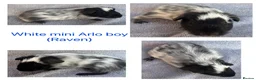 Guinea Pig rodents for sale: Baby guinea pigs  - Advert 10