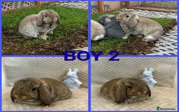 Mini Lop rabbits for sale: Mini lop babies  - Image 3