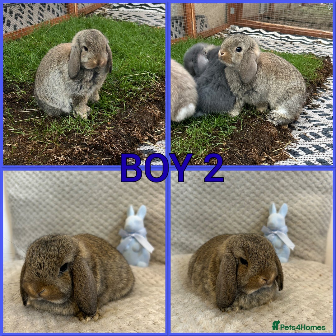 Mini Lop rabbits for sale: Mini lop babies  - Image 3
