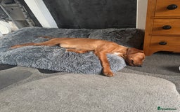 Labrador Retriever dogs for sale: Female Fox Red Labrador - Image 4