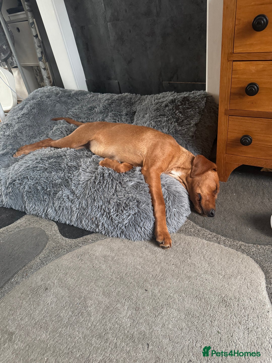 Labrador Retriever dogs for sale: Female Fox Red Labrador - Image 4