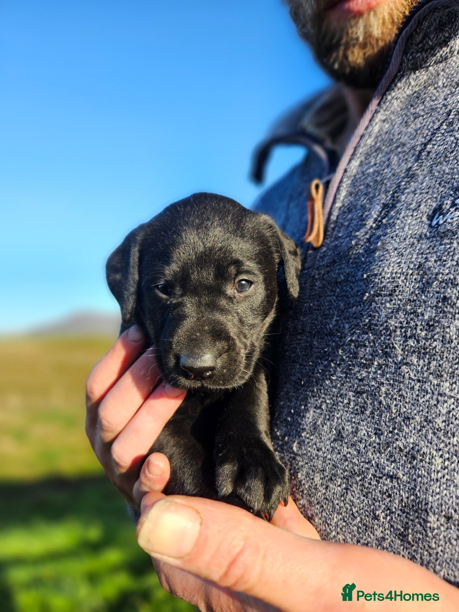 Labrador Retriever dogs for sale: Black Male Labrador Puppies for sale Western Isles - Advert 8