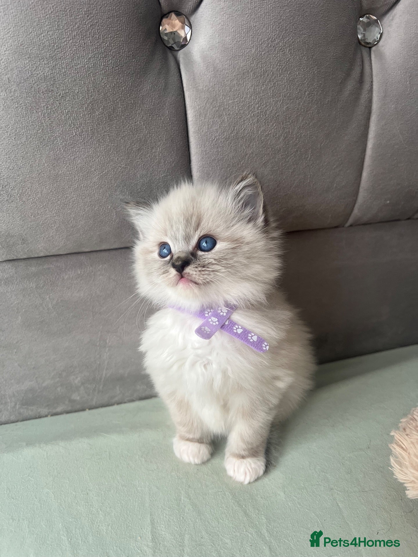 Ragdoll cats Registered Ragdoll Kittens for sale - Advert 2