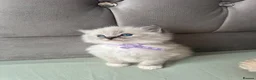 Ragdoll cats for sale: Registered Ragdoll Kittens for sale - Advert 2