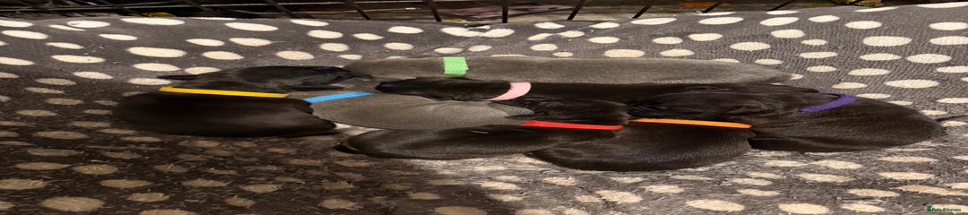 Staffordshire Bull Terrier Puppy 5