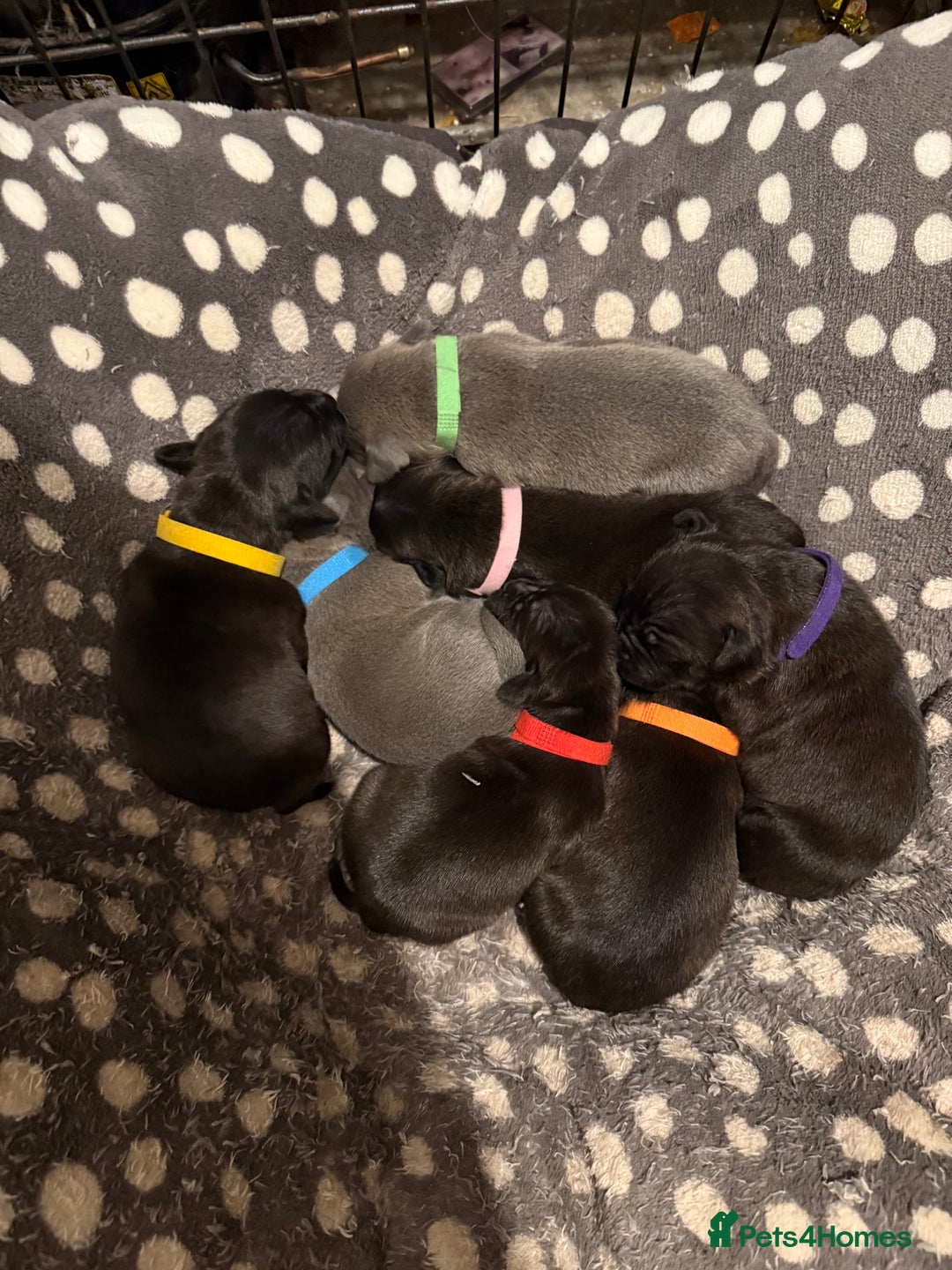 Staffordshire Bull Terrier dogs for sale: Staffordshire Bull Terrier Puppies for Sale - Advert 4