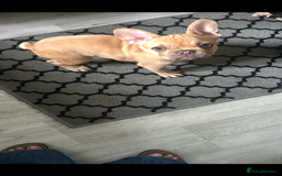 French Bulldog dogs for sale: French Bulldog Puppies in Sowerby Bridge - Image 13