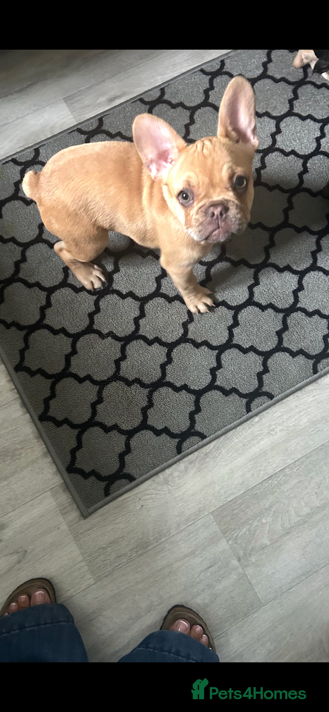 French Bulldog dogs for sale: French Bulldog Puppies in Sowerby Bridge - Image 13