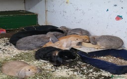 French Lop rabbits for sale: Giant French lops  - Image 7